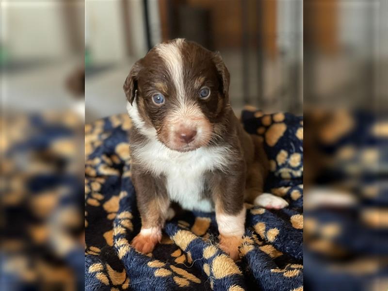 Australian Shepherd Welpen