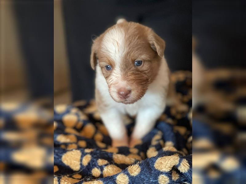 Australian Shepherd Welpen