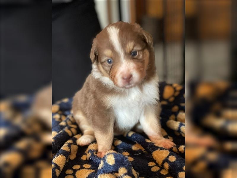 Australian Shepherd Welpen