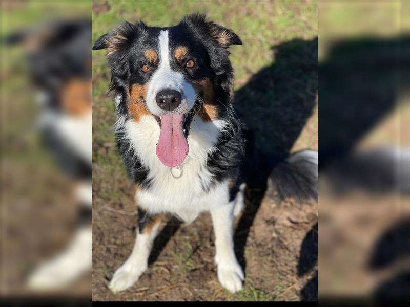 Australian Shepherd Welpen