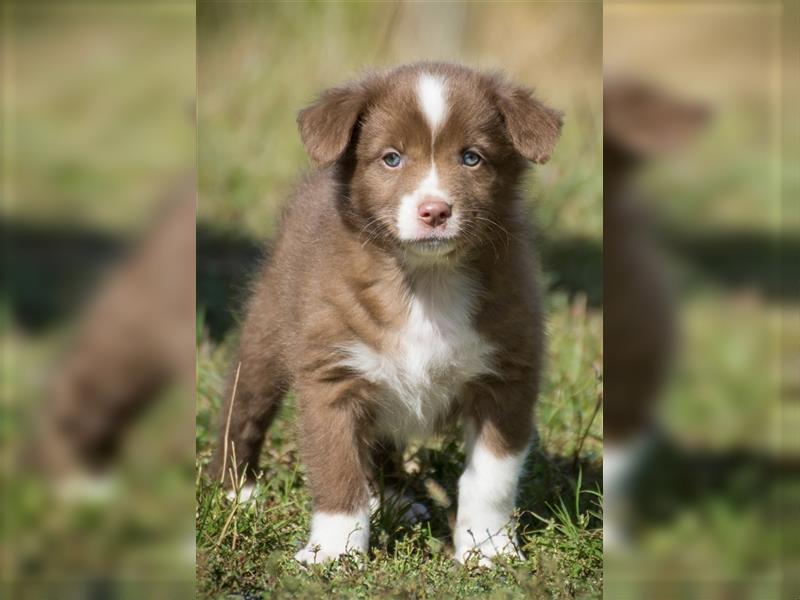 Wunderbare Aussiewelpen in tollen Farben, teilw. mit blauen Augen