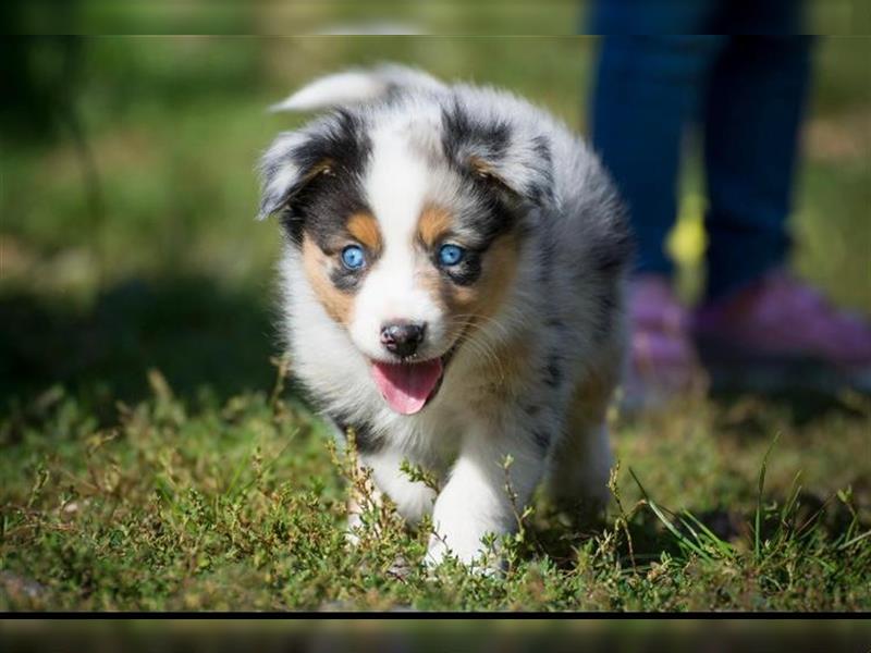 Wunderbare Aussiewelpen in tollen Farben, teilw. mit blauen Augen