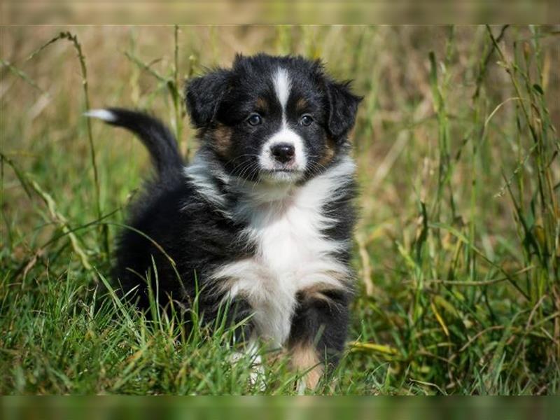 Wunderbare Aussiewelpen in tollen Farben, teilw. mit blauen Augen