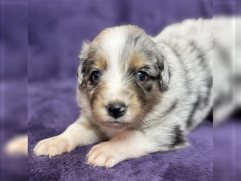 Australian Shepherd Welpen (ASCA)