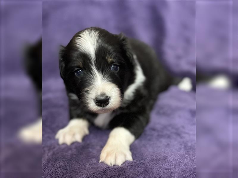 Australian Shepherd Welpen (ASCA)