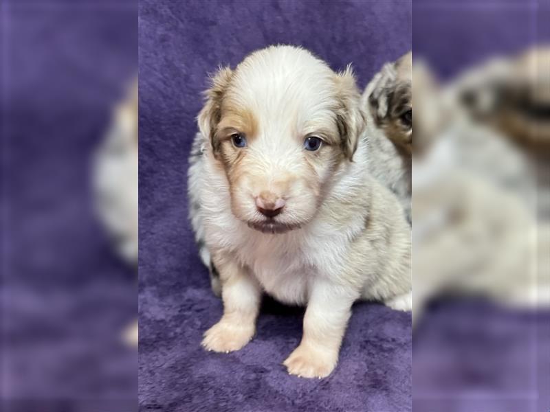 Australian Shepherd Welpen (ASCA)