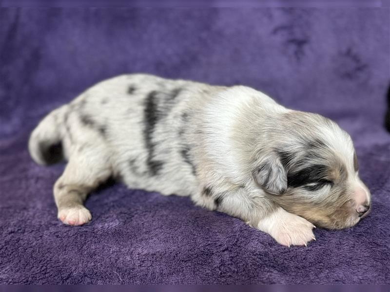 Australian Shepherd Welpen (ASCA)