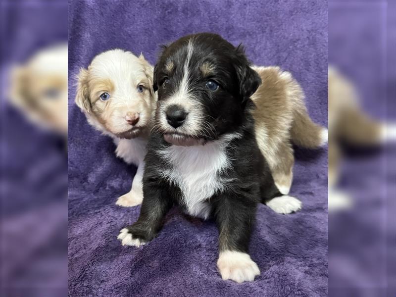 Australian Shepherd Welpen (ASCA)