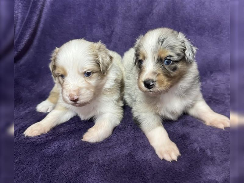 Australian Shepherd Welpen (ASCA)