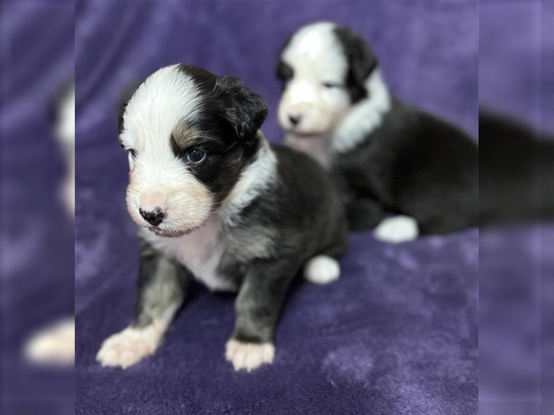 Australian Shepherd Welpen (ASCA)