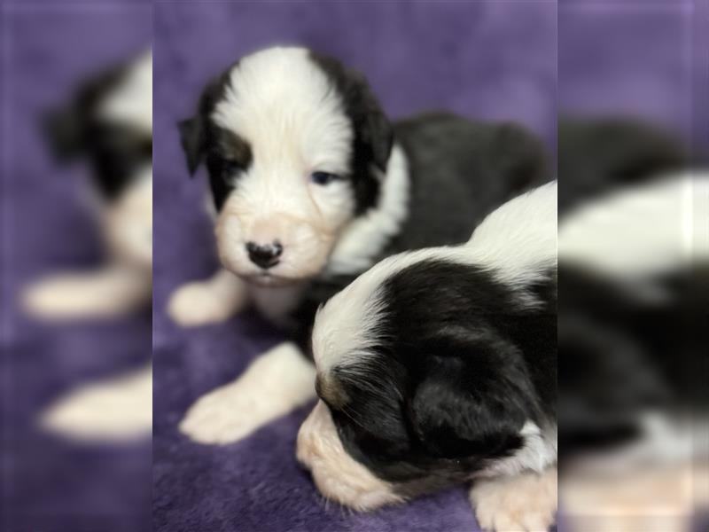 Australian Shepherd Welpen (ASCA)