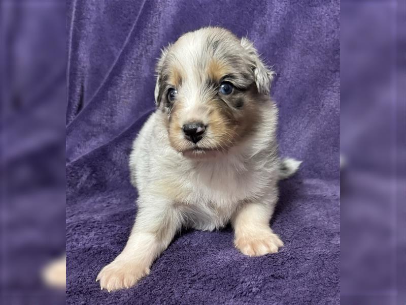 Australian Shepherd Welpen (ASCA)