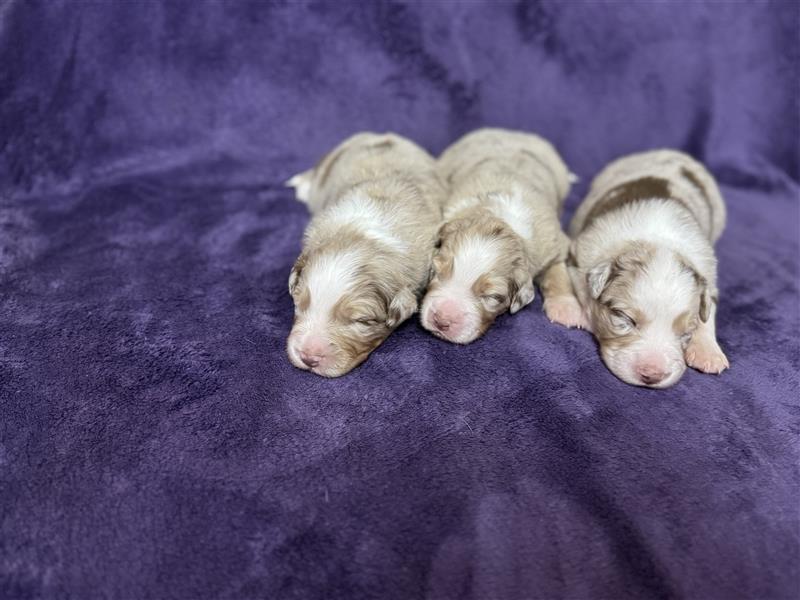 Australian Shepherd Welpen (ASCA)