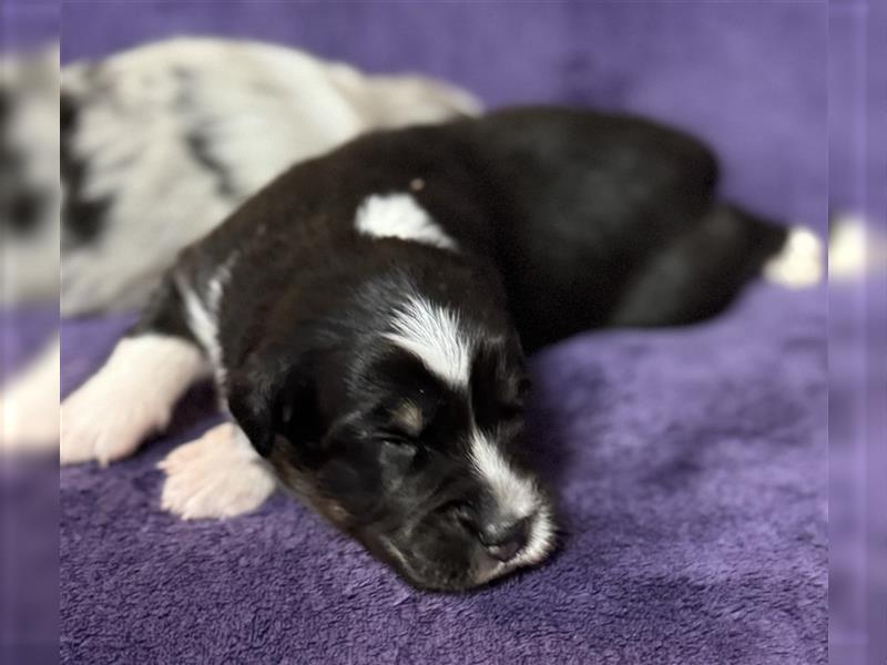 Australian Shepherd Welpen (ASCA)