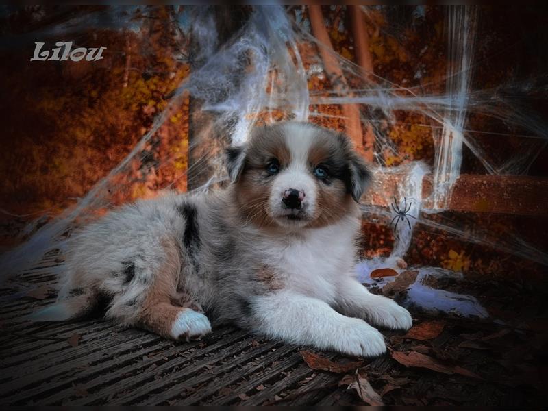 Traumhafte Australian Shepherd Welpen