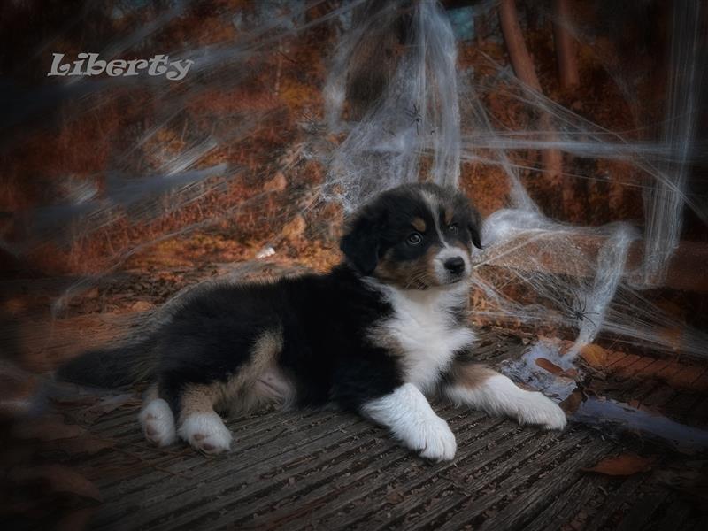 Traumhafte Australian Shepherd Welpen