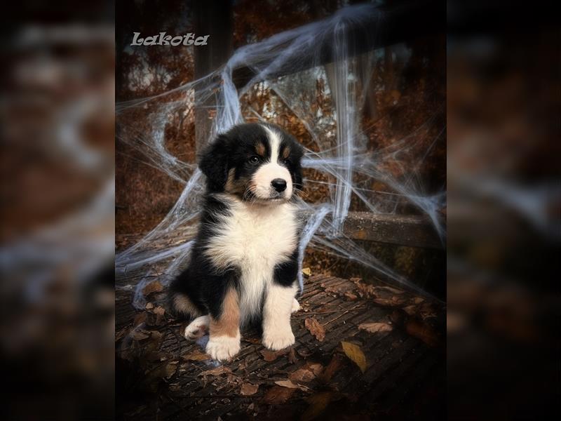 Traumhafte Australian Shepherd Welpen