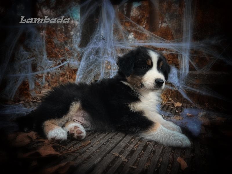 Traumhafte Australian Shepherd Welpen