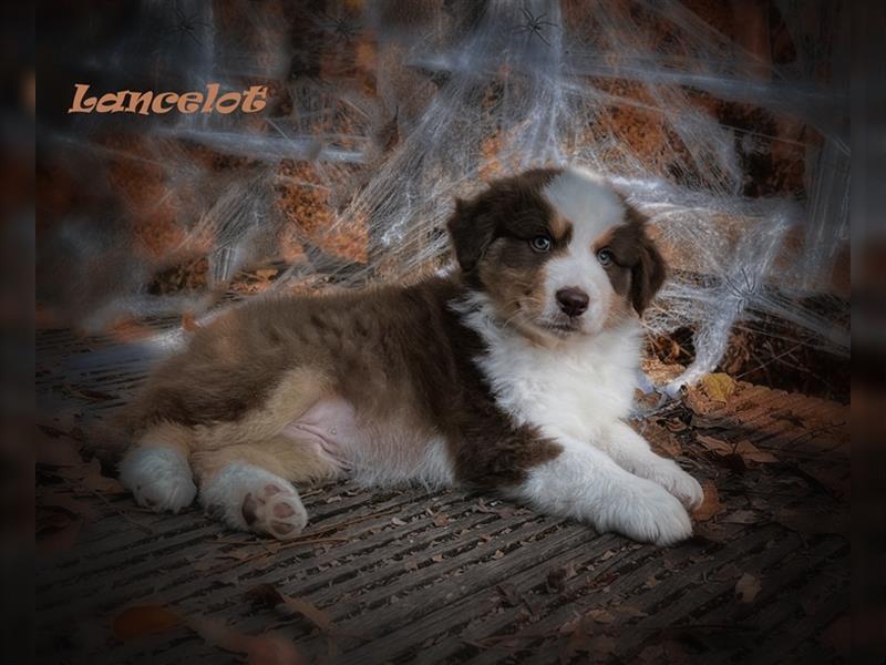 Traumhafte Australian Shepherd Welpen