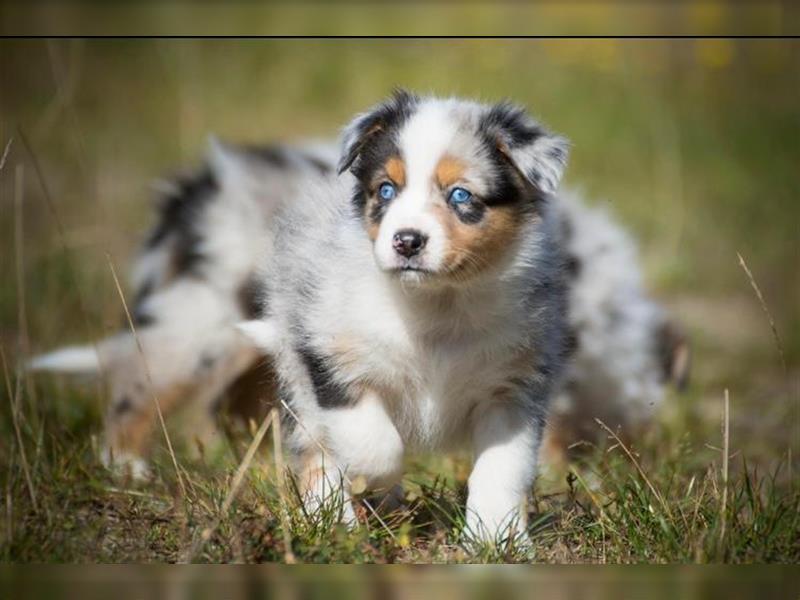 Wunderbare Aussiewelpen in tollen Farben, teilw. mit blauen Augen