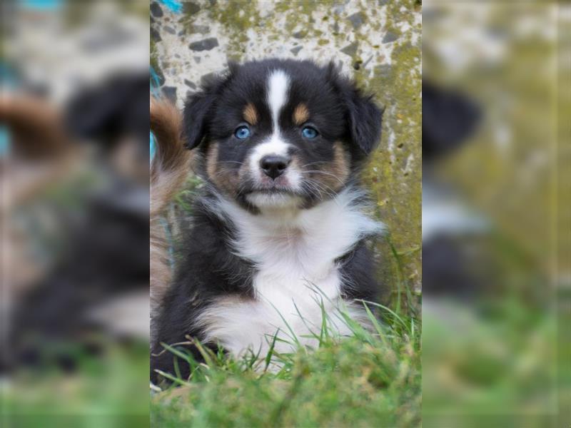 Wunderbare Aussiewelpen in tollen Farben, teilw. mit blauen Augen