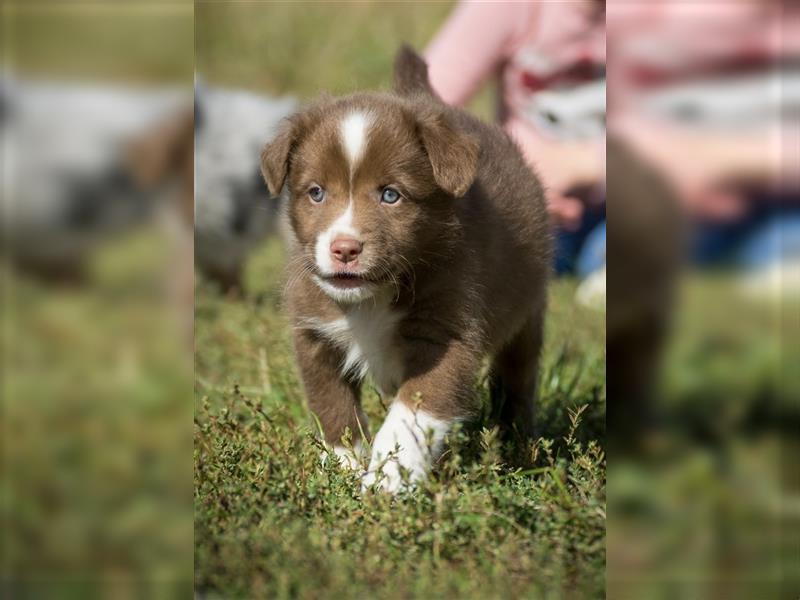 Wunderbare Aussiewelpen in tollen Farben, teilw. mit blauen Augen