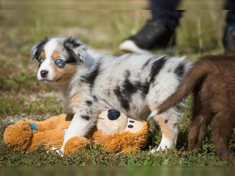 Wunderbare Aussiewelpen in tollen Farben, teilw. mit blauen Augen