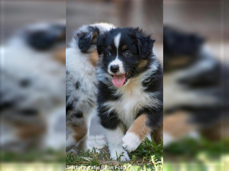 Wunderbare Aussiewelpen in tollen Farben, teilw. mit blauen Augen