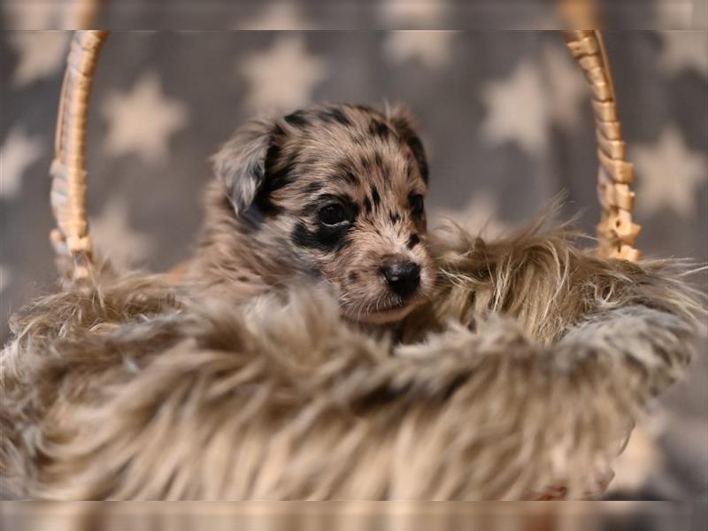 Australian Shepherd Welpen