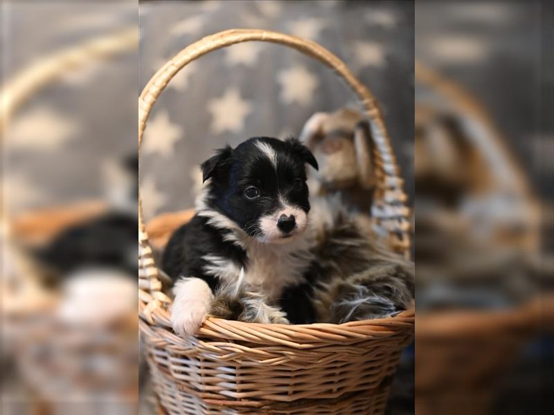 Australian Shepherd Welpen