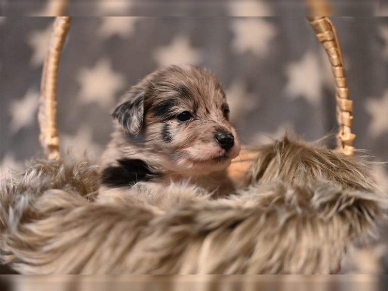 Australian Shepherd Welpen