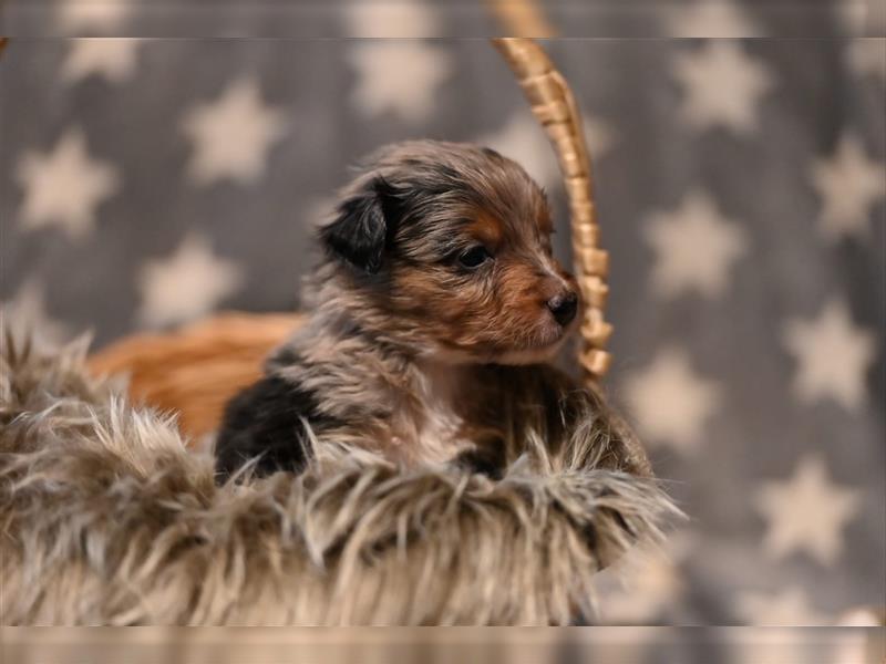 Australian Shepherd Welpen