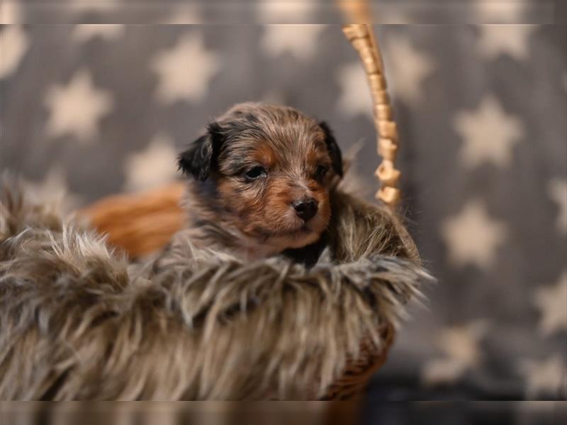 Australian Shepherd Welpen