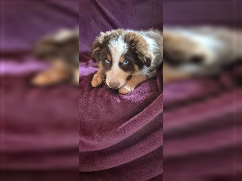 Australian Shepherd Welpen