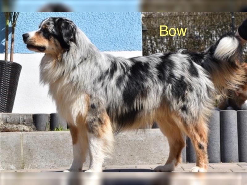 Australian Shepherd Welpen mit ASCA Papieren