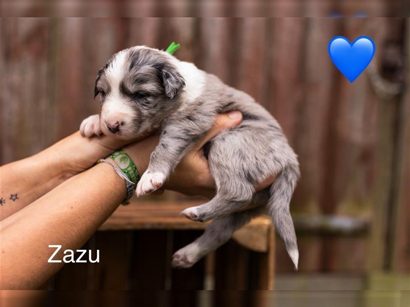 Australian Shepherd Welpen mit ASCA Papieren