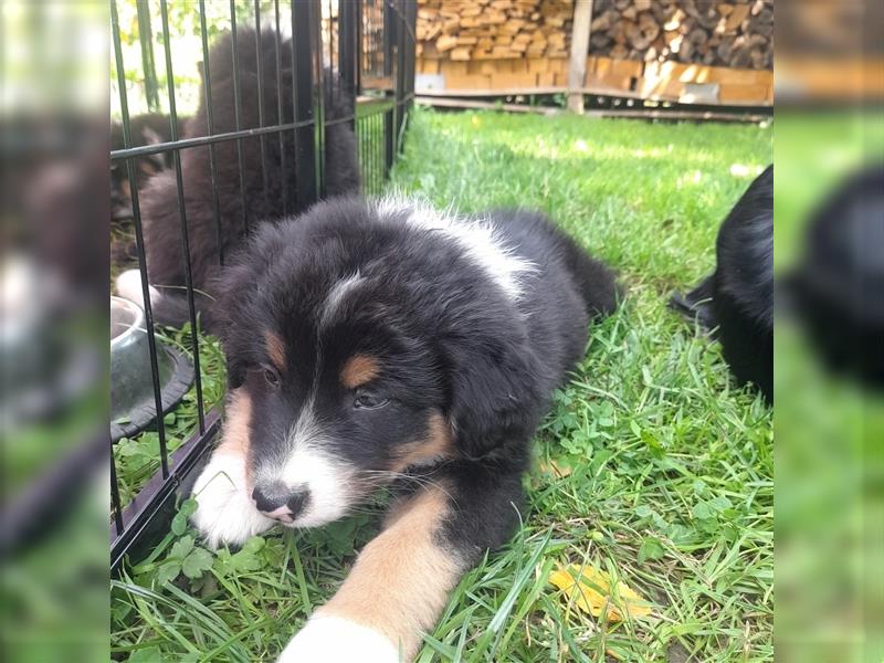 Australian shepherd