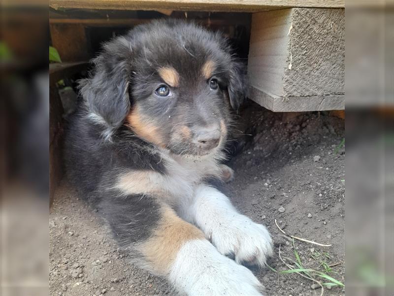 Australian shepherd