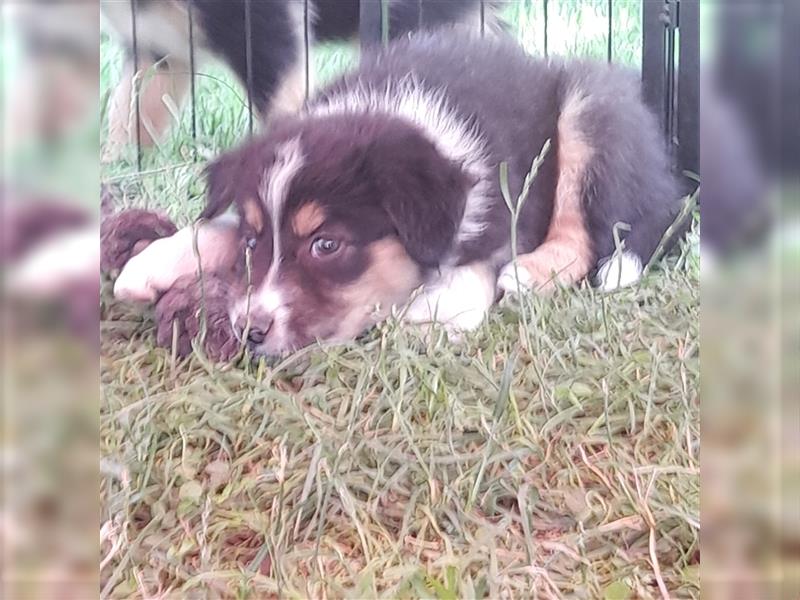 Australian shepherd