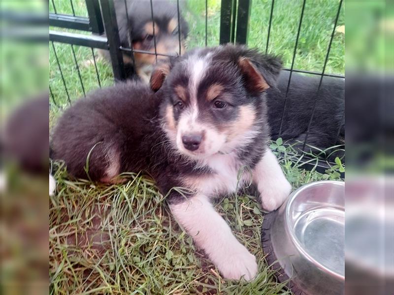 Australian shepherd