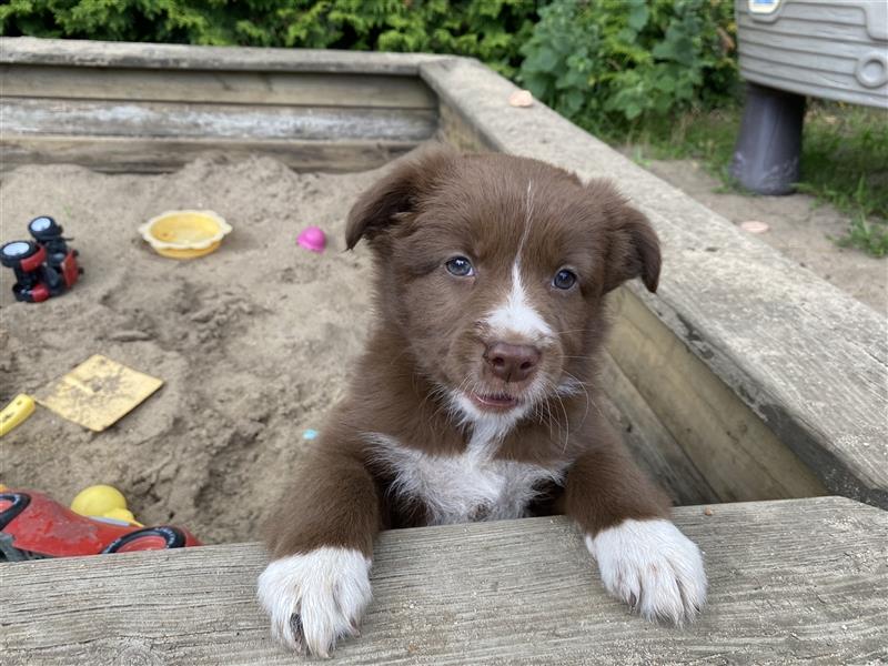 Australian Shepherd Welpen