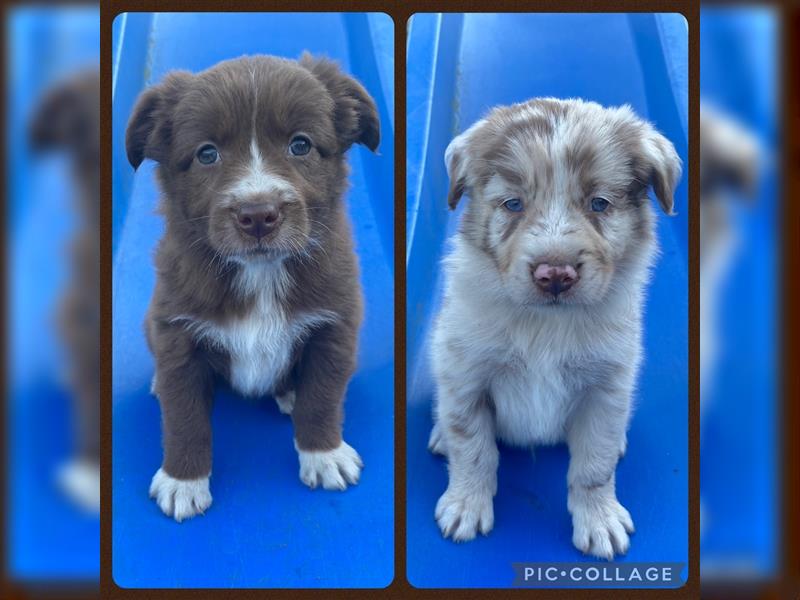 Australian Shepherd Welpen