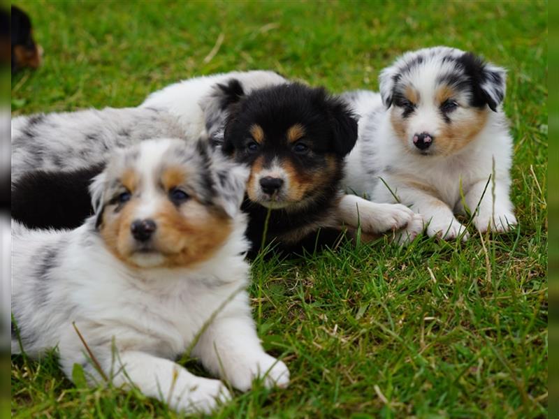 Australian Shepherd Welpen suchen Zuhause