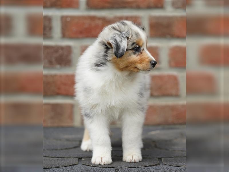 Australian Shepherd Welpen suchen Zuhause