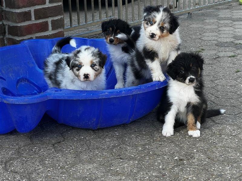 Australian Shepherd Welpen suchen Zuhause