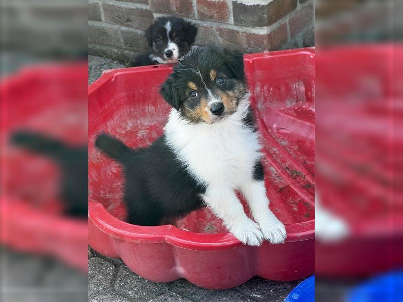 Australian Shepherd Welpen suchen Zuhause