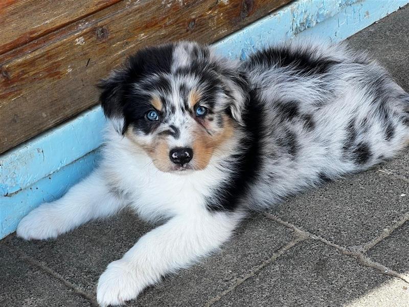 Australian Shepherd Welpen suchen Zuhause