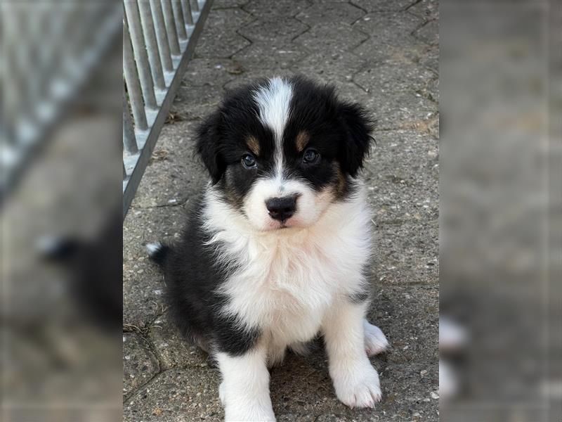 Australian Shepherd Welpen suchen Zuhause