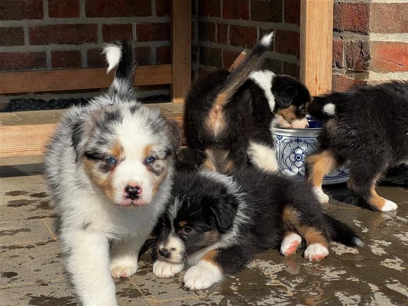 Australian Shepherd Welpen suchen Zuhause