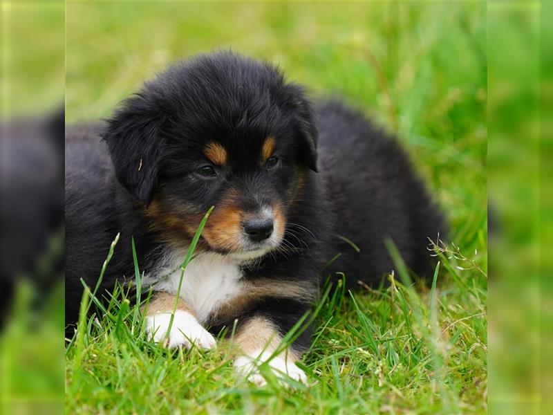 Australian Shepherd Welpen suchen Zuhause